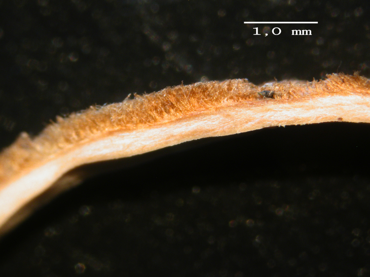 Stereum sp. (Stereum insignitum)
